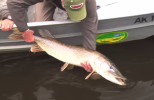 Pike on the Fly with Barry Reynolds
