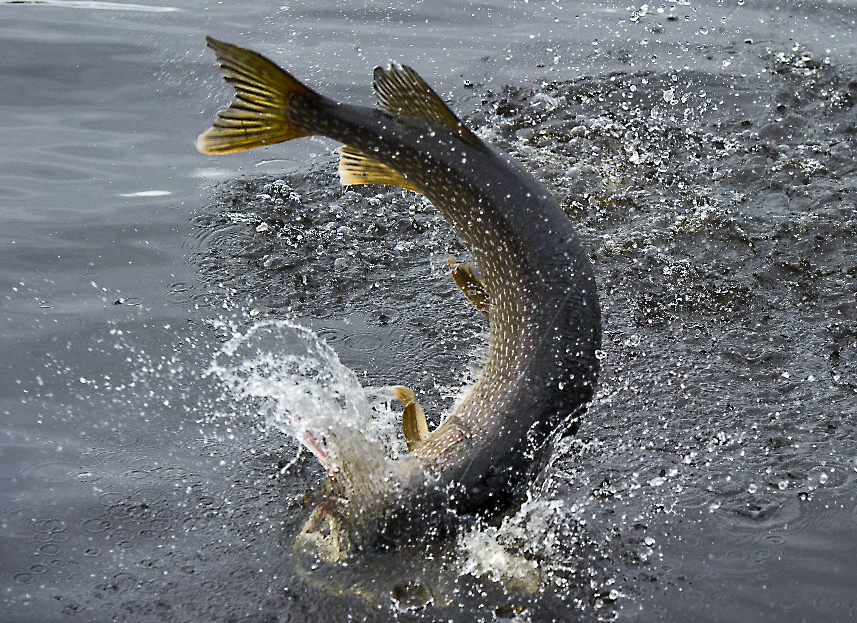 Рыбалка на щуку на озерах. Рыба в реке. Рыба выпрыгивает из воды. Вываживание рыбы. Рыба в речке.