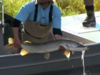 Midnight Sun Trophy Pike Adventures