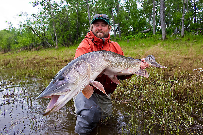 Midnight Sun Trophy Pike Adventures - Far Out Fly Fishing