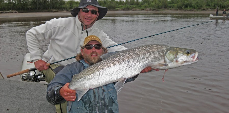 Sheefish