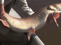 Barry Reynolds 4 A Day to Remember