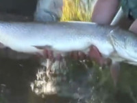 Barry Reynolds – Pike on Top