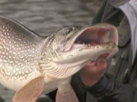 Barry Reynolds 1 Water Wolf Large