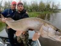 Midnight Sun Trophy Pike - Trophy Alaska Pike Fishing